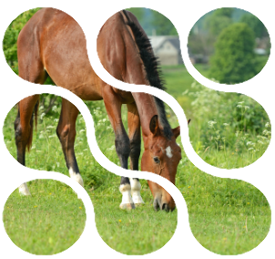 paarden